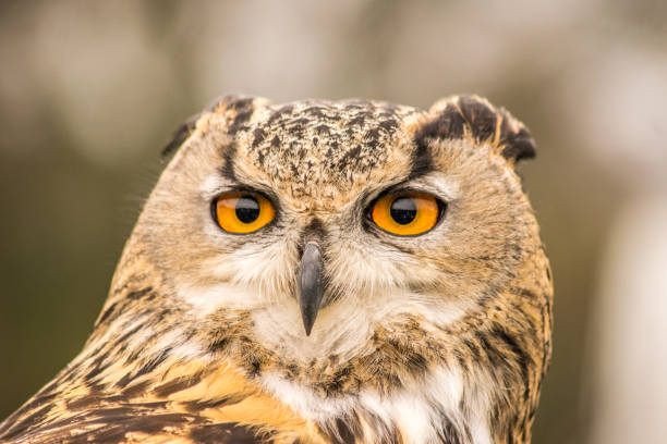 istock Eagle Owl Headshot Portrait 1212074294