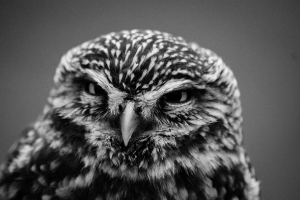 istock Little Owl Headshot Portrait 1212074333