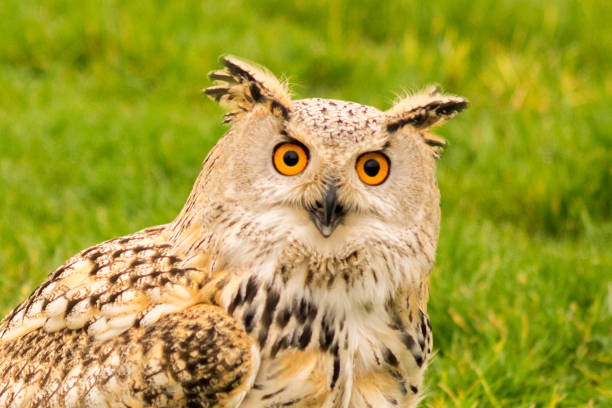 istock Eagle Owl Headshot Portrait 1212074363