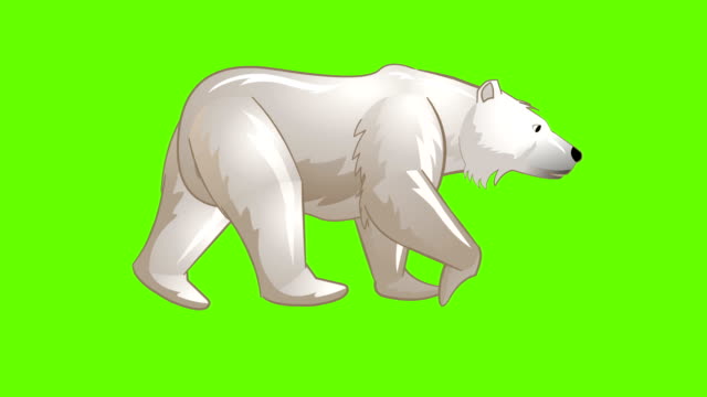 Polar Bear walk cycle animation