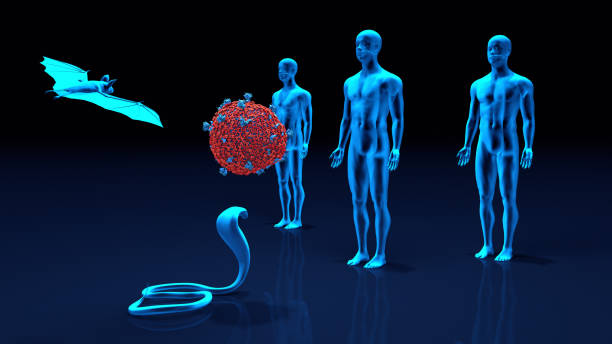 Species responsible for the human transmission of the Sars-CoV-2 coronavirus Species responsible for the human transmission of the Sars-CoV-2 coronavirus viral infection photos stock pictures, royalty-free photos & images