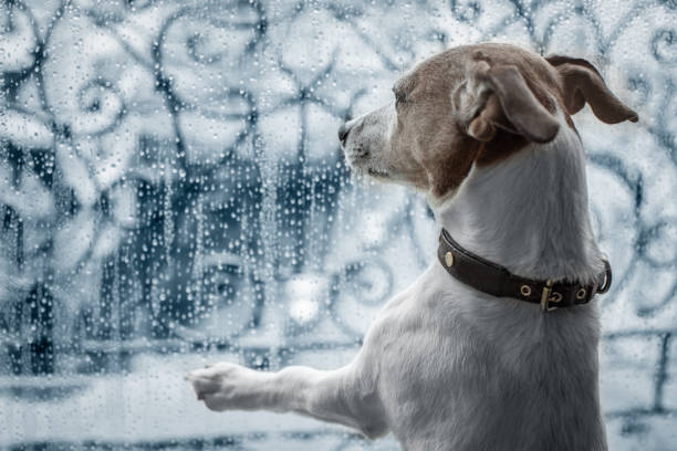 chien à la fenêtre observant la pluie - pets winter horizontal outdoors photos et images de collection