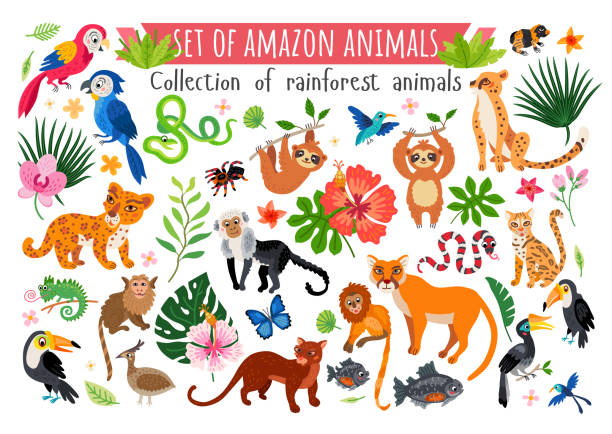 ilustraciones, imágenes clip art, dibujos animados e iconos de stock de un conjunto de animales de la selva amazónica. vector - amazonia