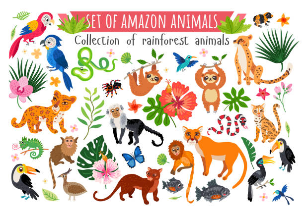 illustrazioni stock, clip art, cartoni animati e icone di tendenza di un set di animali della giungla della foresta pluviale amazzonica. vettore - tropical rainforest illustrations