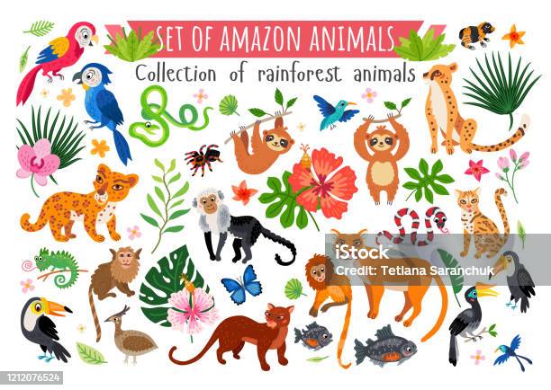 An Amazon Rainforest Jungle Animals Set Vector Stock Illustration -  Download Image Now - Animal, Rainforest, Amazon Region - iStock