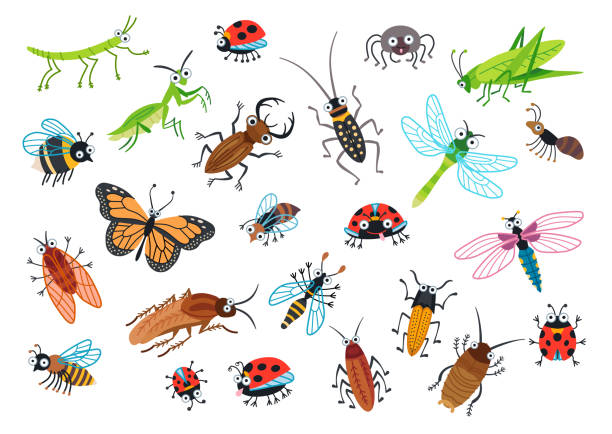 Big set of cartoon beetles. Vector illustration. Big set of cartoon beetles. Cartoon bug characters isolated on white background. Collection happy insects. Vector illustration. painted grasshopper stock illustrations