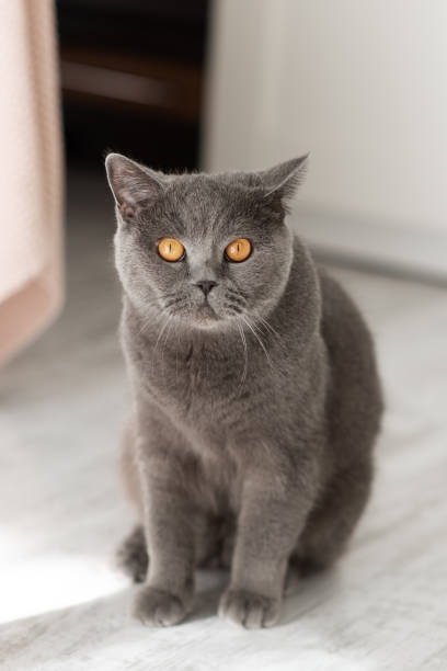 istock Beautiful young British cat on a gray background. 1212077336