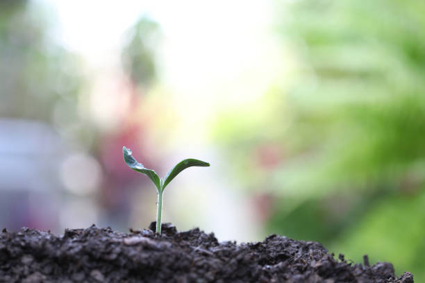 istock Young green small plants growing 1212077394