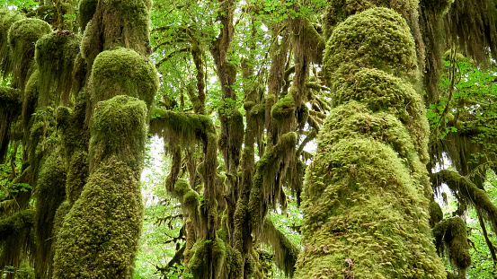 bigleaf maple tree trunks and the forest floor at hoh rain forest in the olympic national park of the us pacific northwest.