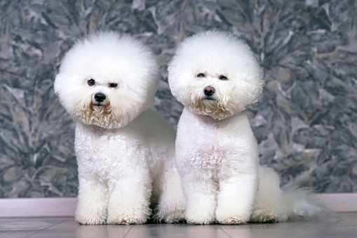 Two adorable Bichon Frise dogs with stylish haircuts (show cut) posing together sitting indoors on a laminate wooden floor