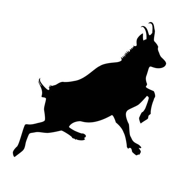 Mountain goat (Rupicapra Rupicapra) Silhouette in Black - side profile. Drawing of a real chamois running in the mountains. Mountain goat (Rupicapra Rupicapra) Silhouette in Black - side profile. Drawing of a real chamois running in the mountains. alpine chamois rupicapra rupicapra rupicapra stock illustrations