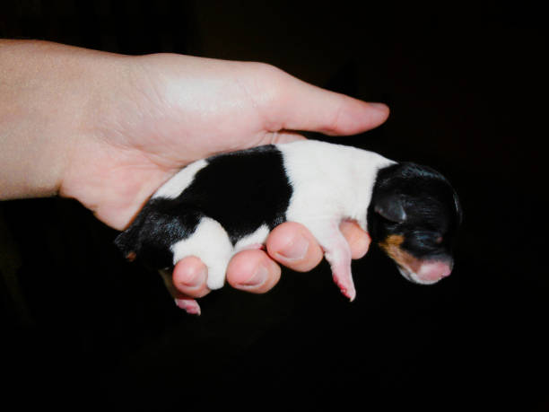 istock Holding a Pinscher puppy. 1212081885