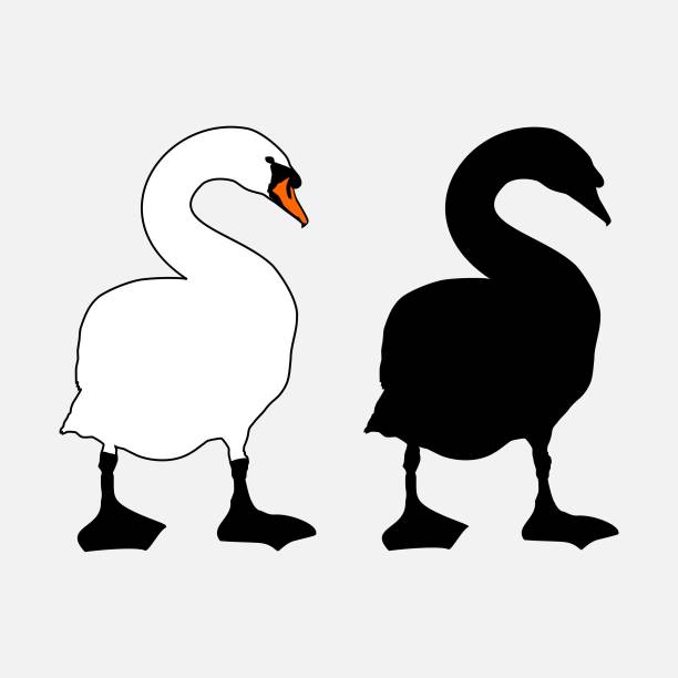 Silhouette Of A Mute Swanのストックイラスト素材