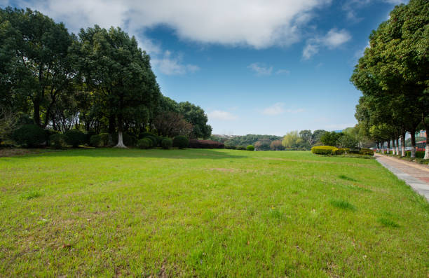 istock The parks, meadows and thick woods under the clear sky in spring 1212085084