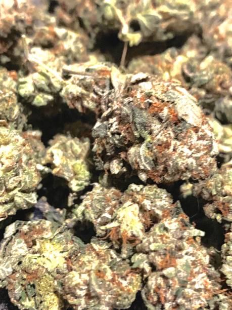 Big pile of 8 Ball Kush marijuana on a black plate One ounce pile of 8 Ball Kush marijuana on a black plate close up. secondary school activities stock pictures, royalty-free photos & images