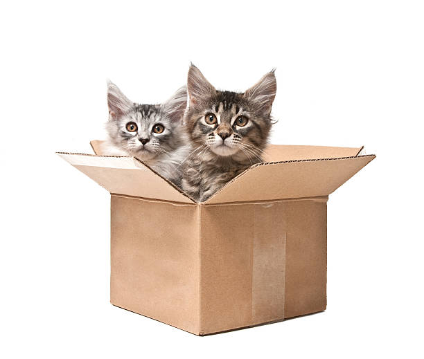 istock Two small kittens peeking out of a cardboard box 121208989