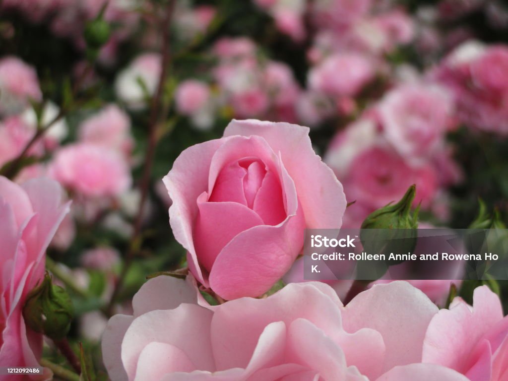 Mawar Sweet Dainty Pink Royal Bonica Di Queen Elizabeth Park Rose Garden 2019 Foto Stok - Unduh Gambar Sekarang - iStock