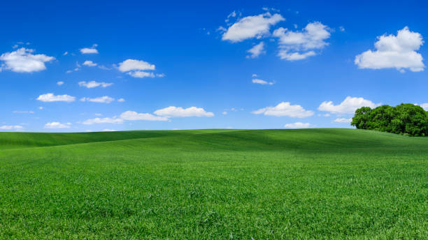 panoramic spring landscape xxxxl 75 mpix - green field, blue sky - poland rural scene scenics pasture imagens e fotografias de stock