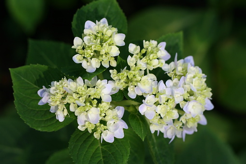 Group of white flowers with soft focus and blurred green leaf background.