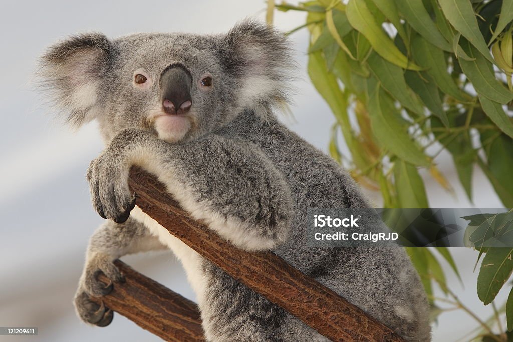 Koala - Foto stock royalty-free di Ambientazione esterna