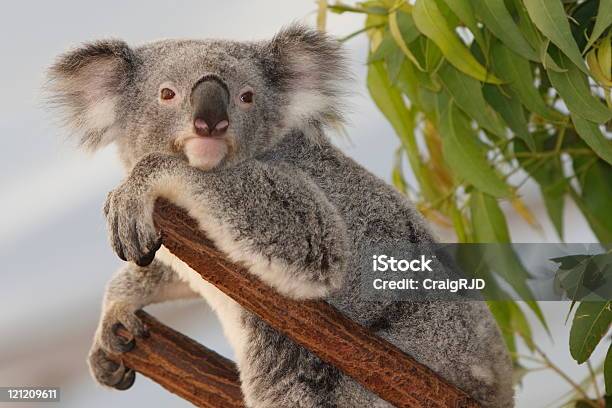 Koala - Fotografie stock e altre immagini di Ambientazione esterna - Ambientazione esterna, Animale, Animale selvatico