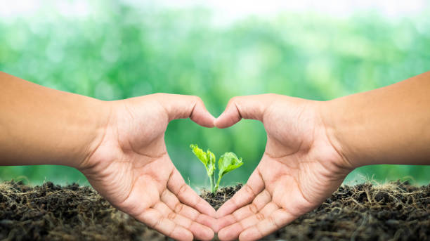 istock Heart shaped hand surrounded small tree born on a ground for renewable, sustainable development over blurred green nature background.  environment concept.Ecology concept. 1212096911