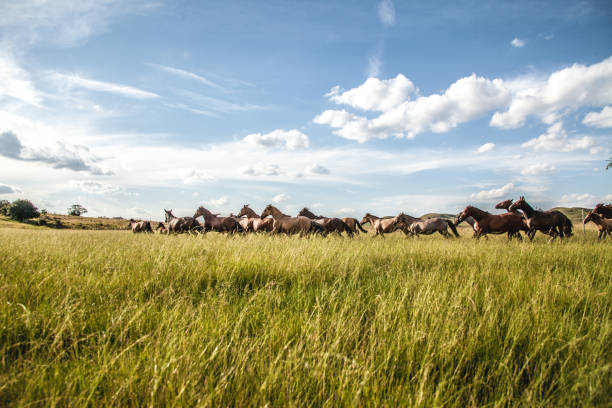crioulo horse - cowboy blue meadow horizontal stock-fotos und bilder