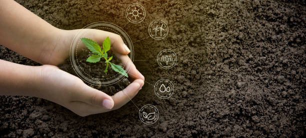 istock Earth Environment Day the growing seedlings and environment icons energy sources with sustainability Forest conservation concept ,Ecology concept. 1212097784