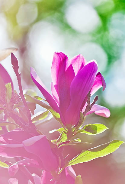 różowy abloom magnolia kwiat w wiosenny poranek - abloom zdjęcia i obrazy z banku zdjęć