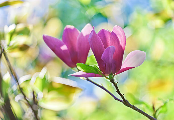 różowy abloom para z kwiatów magnolii z pięknymi bokeh - abloom zdjęcia i obrazy z banku zdjęć