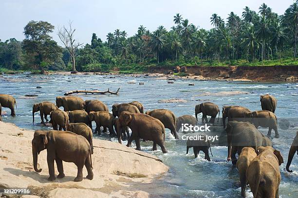 Photo libre de droit de Éléphants Se Baignant banque d'images et plus d'images libres de droit de Orphelinat - Orphelinat, Sri Lanka, Éléphant