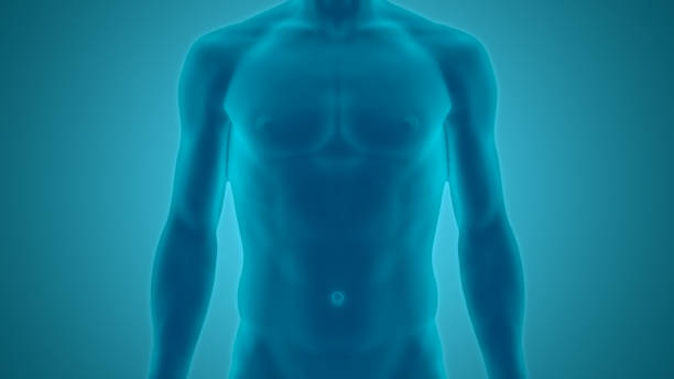 istock Human Male Body Anatomy 1212102864