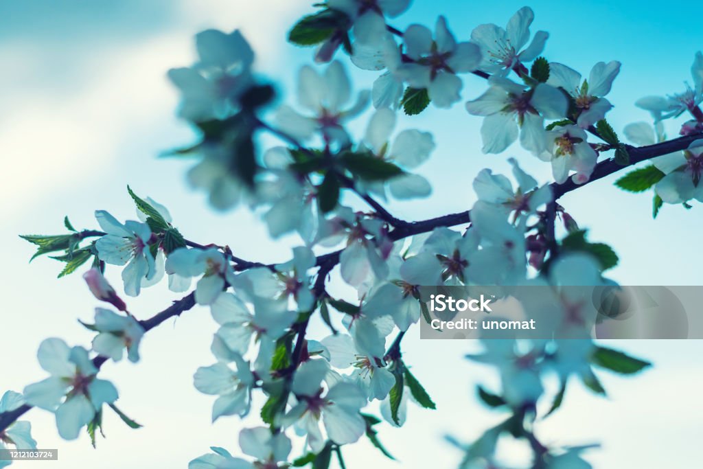 Sakura or cherry blossom flower full bloom in blue sky spring season. Sakura or cherry blossom flower full bloom in blue sky spring season. - Image toned April Stock Photo
