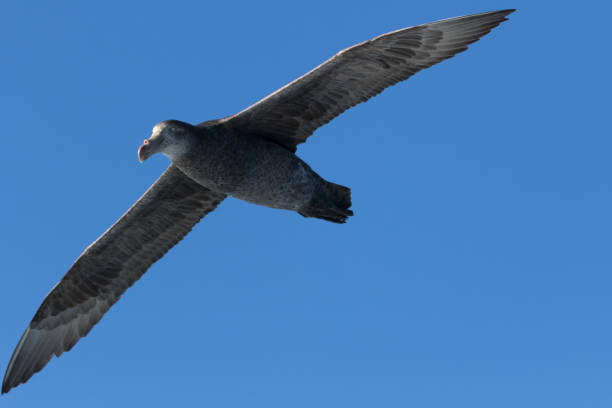 istock Northern Giant Petrel - Macronectes halli 1212103778