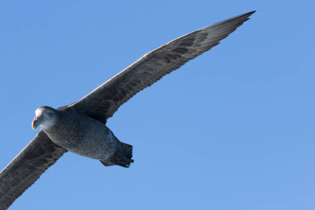 istock Northern Giant Petrel - Macronectes halli 1212103832