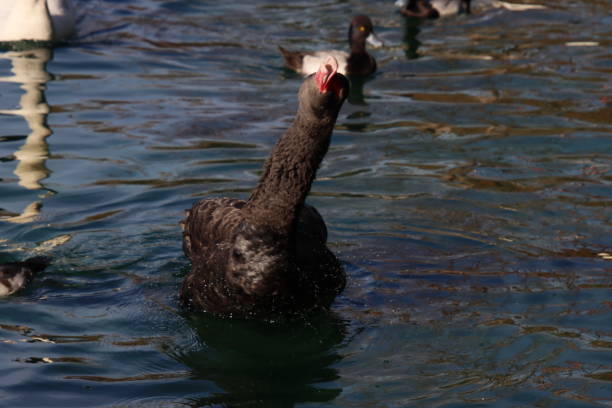 Black swan bird swimming on blue reflecting water.