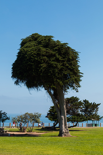 The last surviving Monterey Cypress (Cupressus macrocarpa) tree at Ellen Browning Scripps Park in La Jolla, California, thought to be the inspiration for trees in 