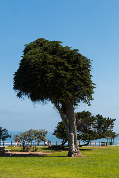 Photo of Last Surviving Monterey Cypress Tree in La Jolla, California