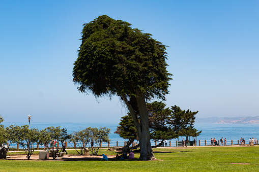 La Jolla, California - June 16, 2017:  People at Ellen Browning Scripps Park, near a Monterey Cypress tree thought to be the inspiration for the trees in 