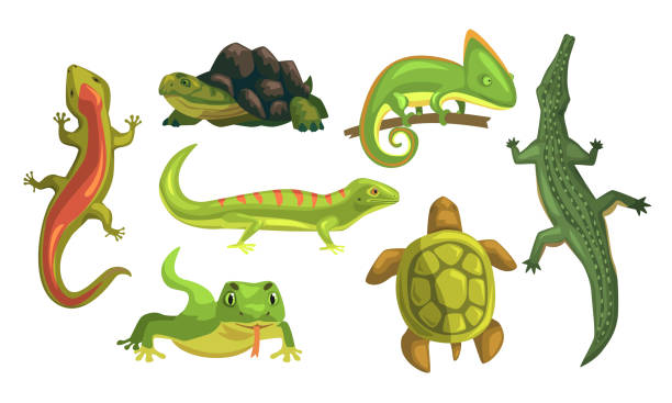 illustrations, cliparts, dessins animés et icônes de collection d’animaux amphibiens, tortue, caméléon, lézard, crocodile, illustration de vecteur de salamandre sur fond blanc - salamandre