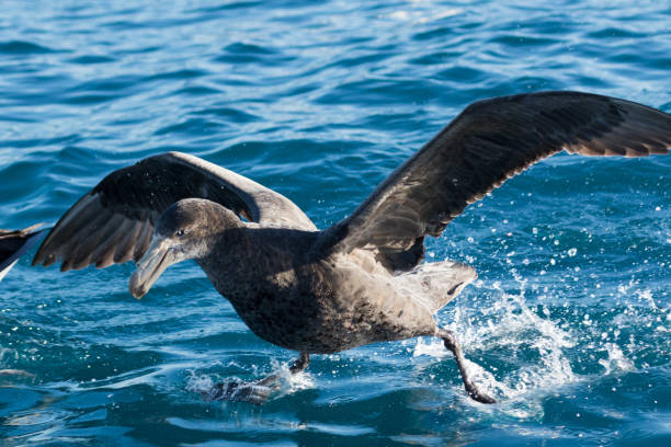 istock Northern Giant Petrel - Macronectes halli 1212104964