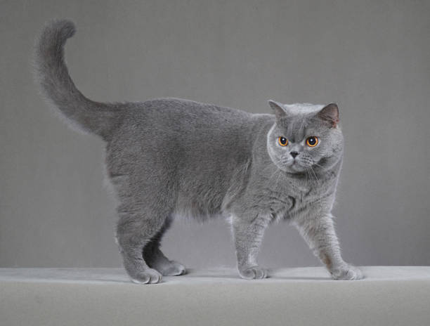 istock British shorthair cat 1212105055