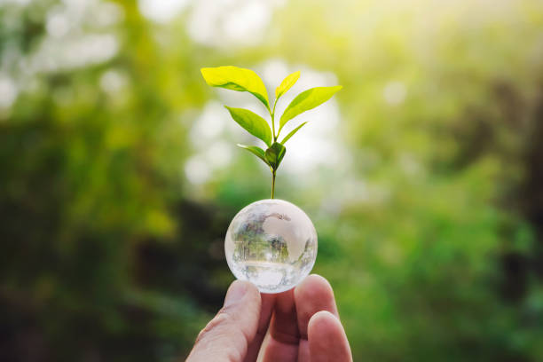 istock hand holding globe glass and tree growing green nature background. environment eco day concept 1212105826