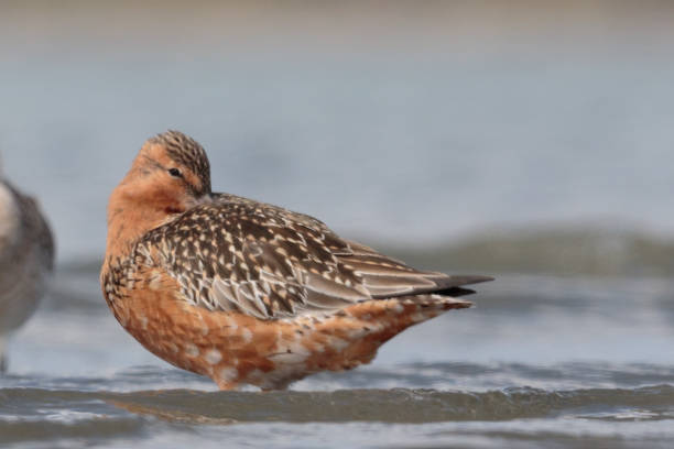 istock Bar-tailed Godwit - Limosa lapponica 1212106226