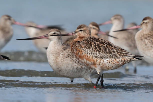 istock Bar-tailed Godwit - Limosa lapponica 1212106252