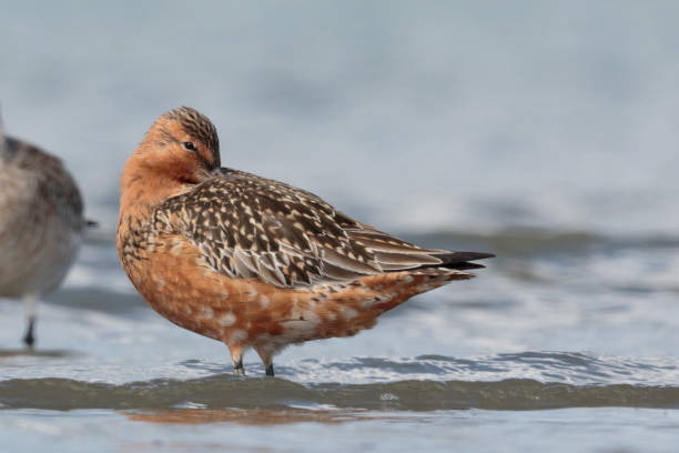 istock Bar-tailed Godwit - Limosa lapponica 1212106253