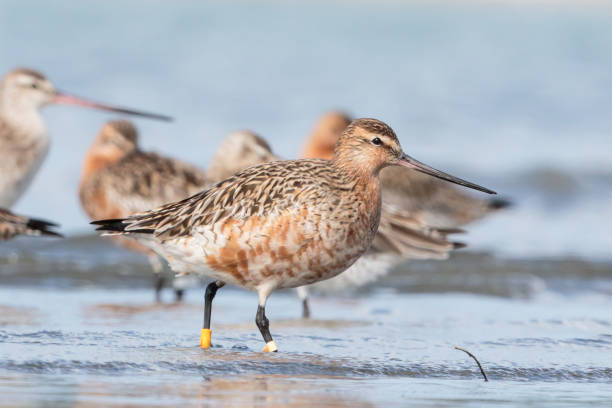 istock Bar-tailed Godwit - Limosa lapponica 1212106255