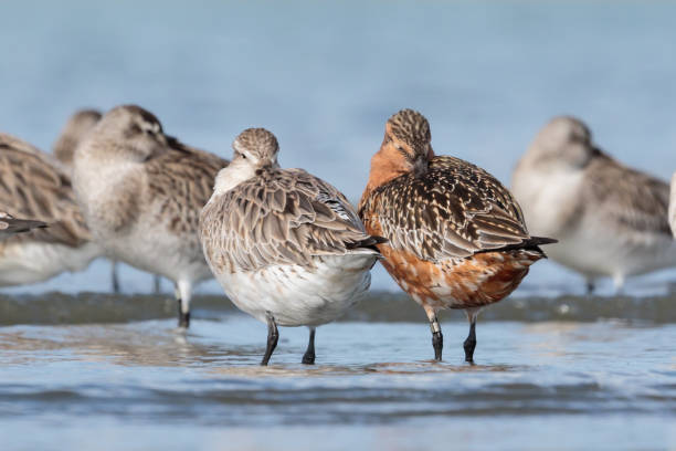 istock Bar-tailed Godwit - Limosa lapponica 1212106267