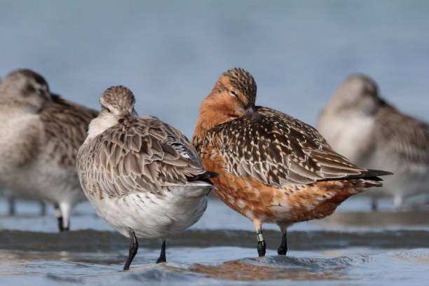 istock Bar-tailed Godwit - Limosa lapponica 1212106273