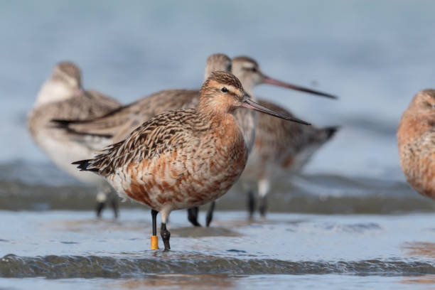 istock Bar-tailed Godwit - Limosa lapponica 1212106293